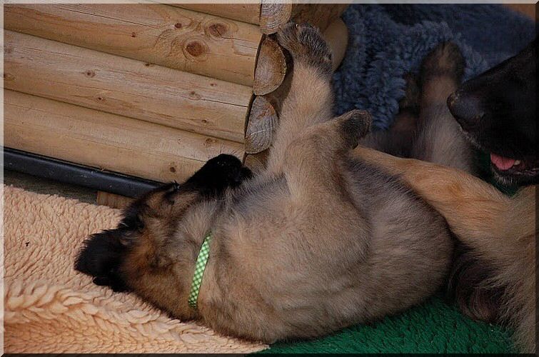 leonberger 026.jpg